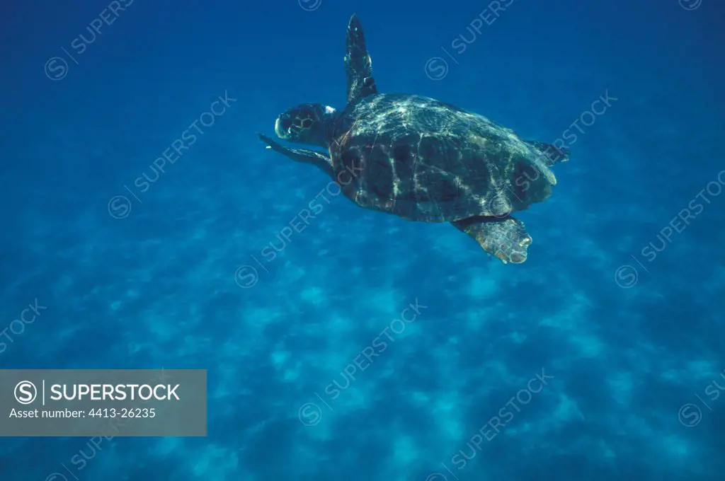 Loggerhead sea turtle swimming in not very deep water