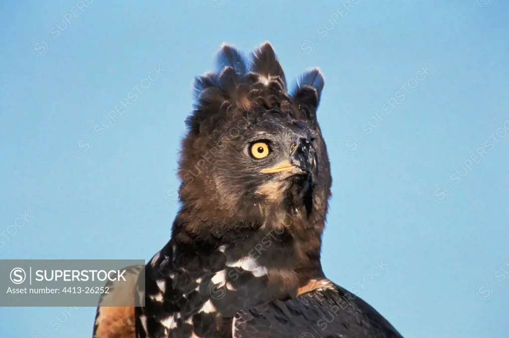Portrait of an Eagle crowned Kenya