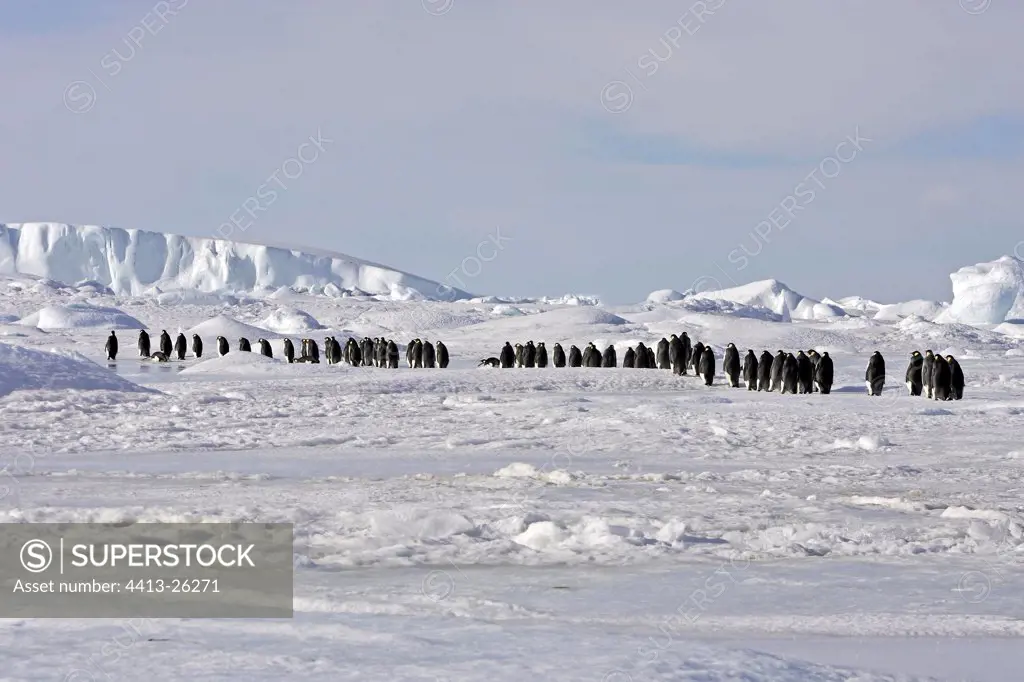 Emperor penguins walking on the ice Antarctica