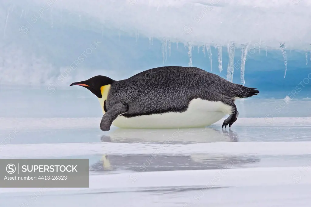 Emperor penguin sliding on the ice Antarctica
