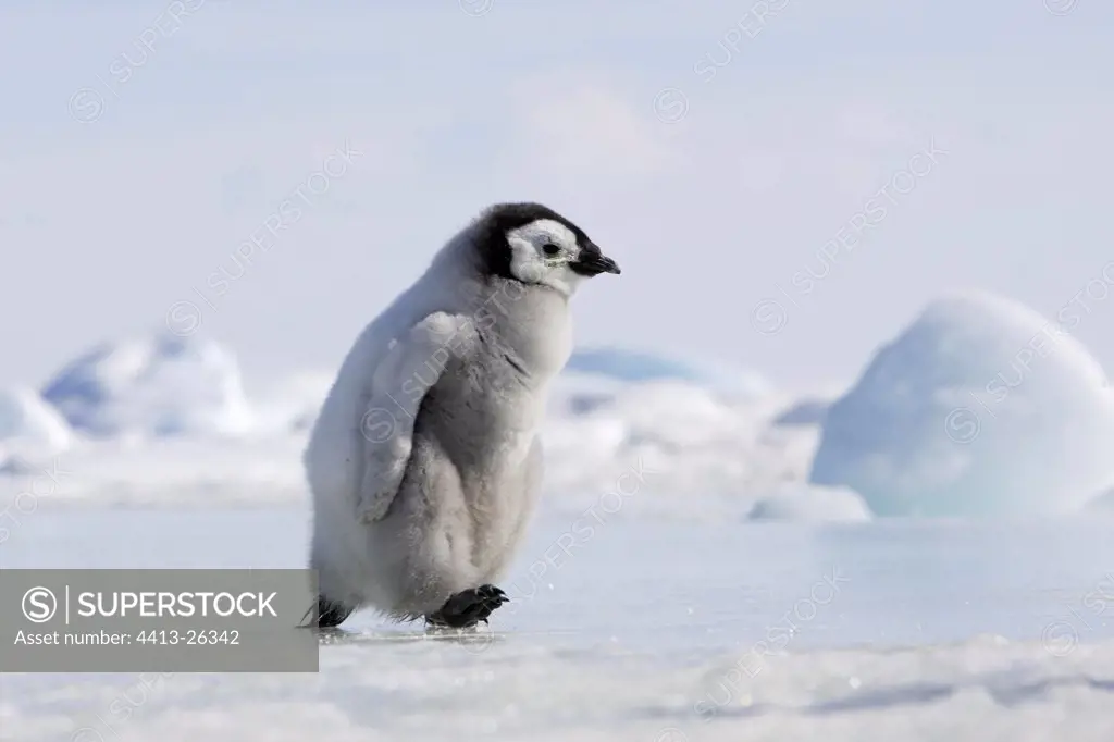 Young Emperor penguin walking on the ice Antarctica
