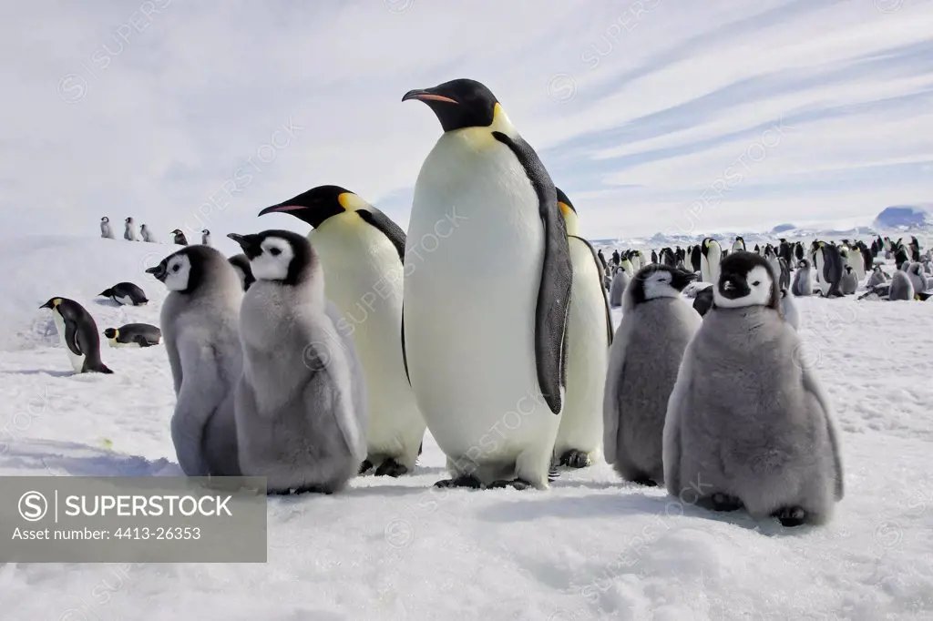 Colony of Emperor penguins in snow Antarctica