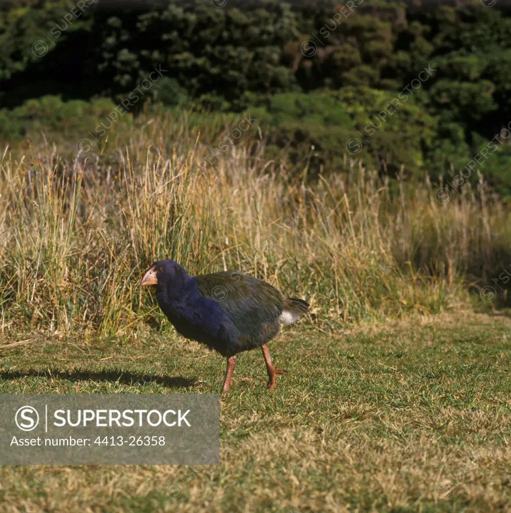 Takahe going in grass Holds Island Kapiti