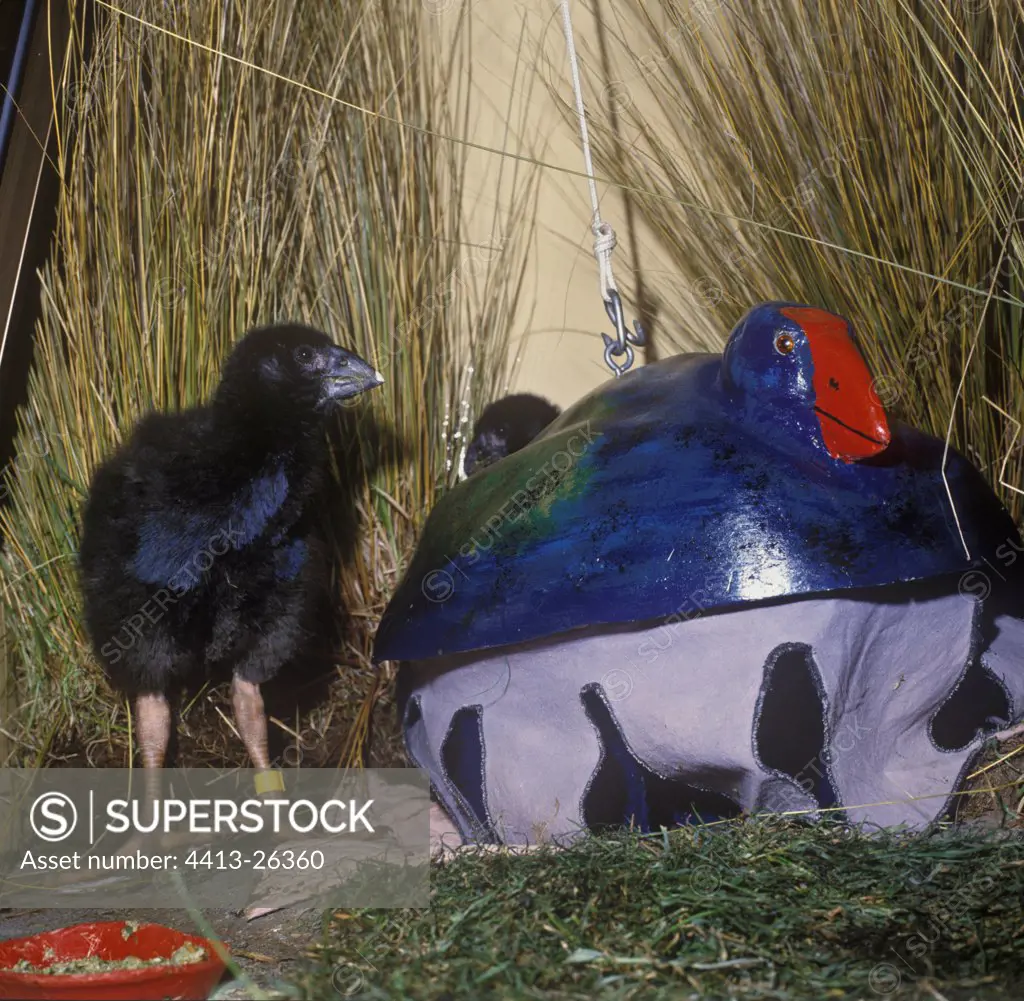 Takahe chick eating in the nozzle out of wooden of factitious
