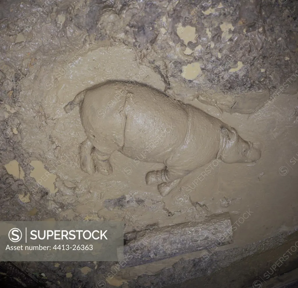 Sumatran Rhinoceros rolling itself in mud Malaysia