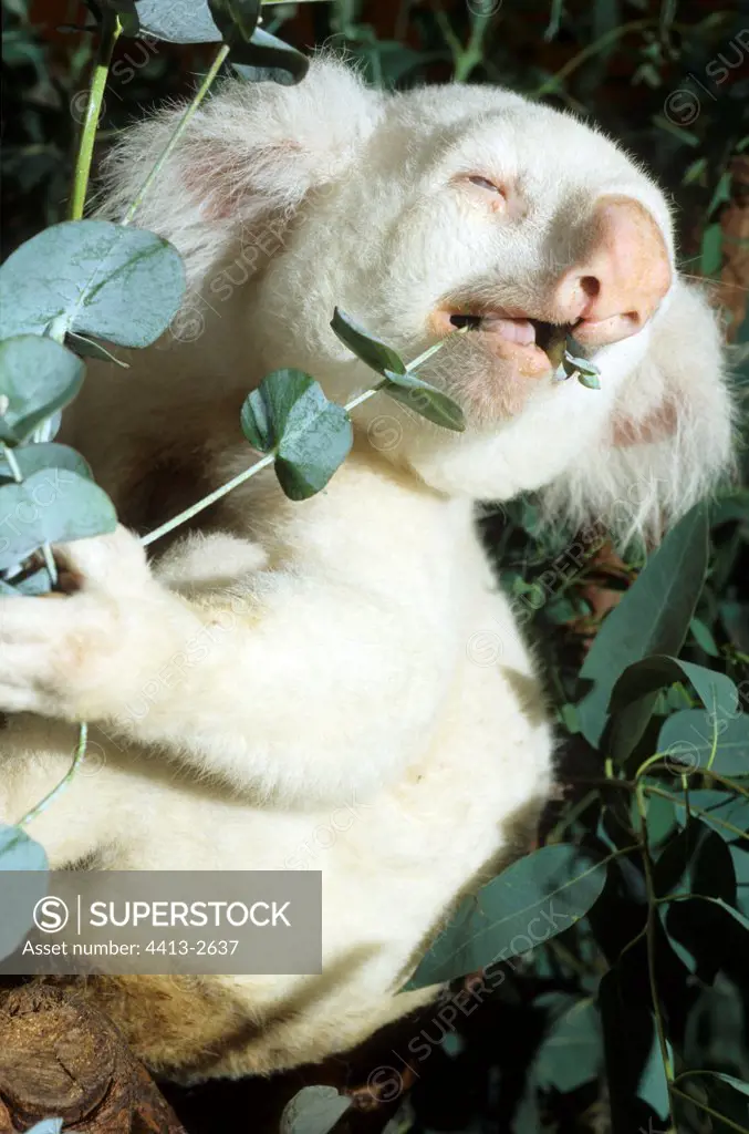 Albino koala eating Zoo of San Diego USA