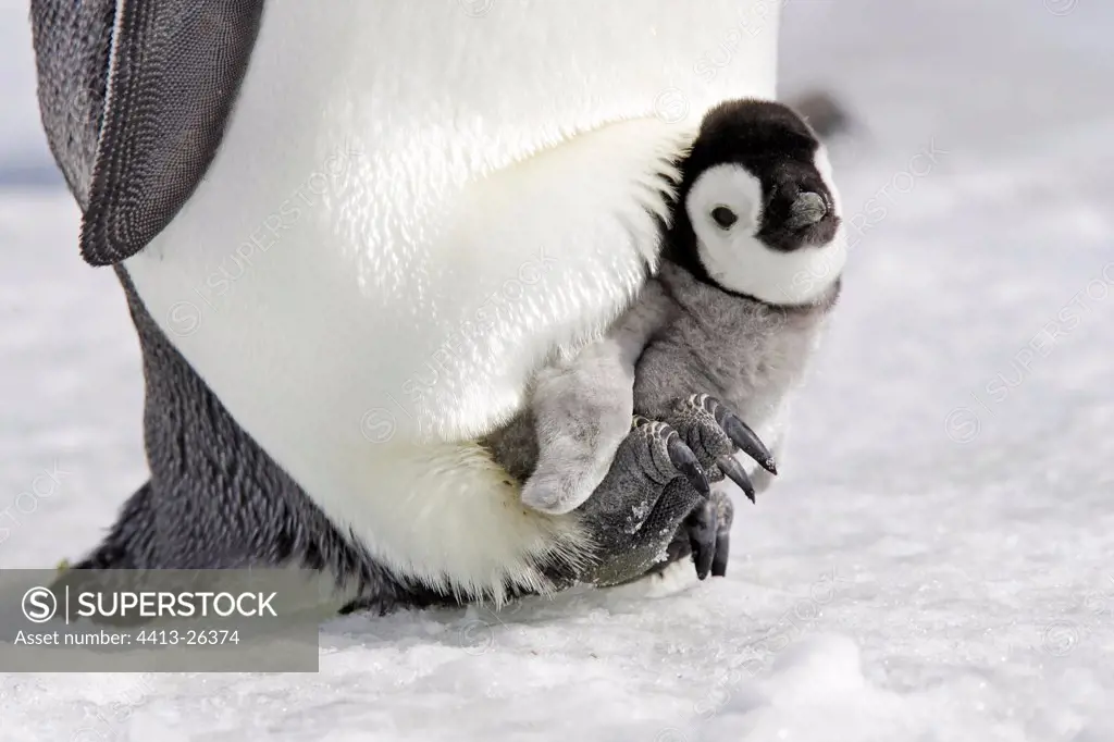 Emperor penguin protecting its young from the cold