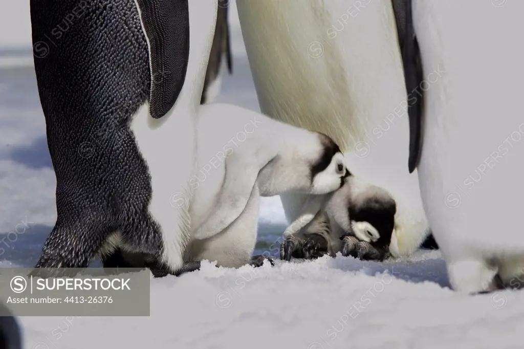 Emperor penguins protecting their youngs from the cold