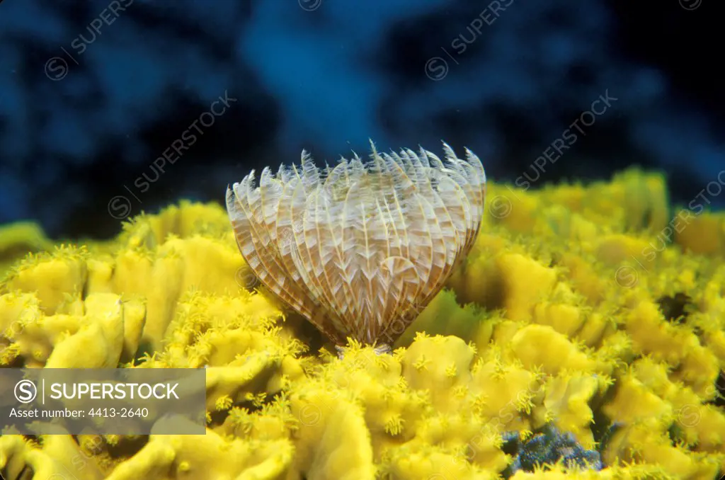 Tentacles of Feather Duster worm Egypt