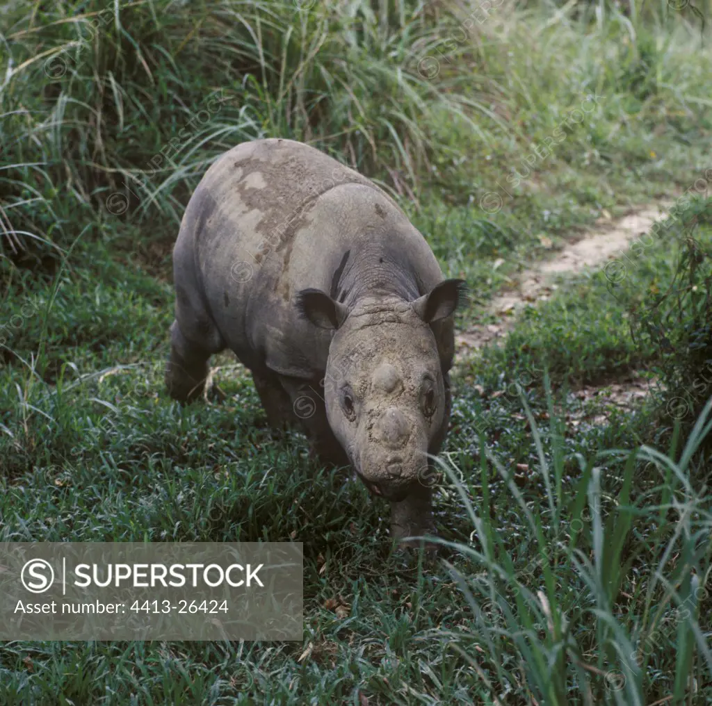 Sumatran Rhinoceros going in the grass Malaysia