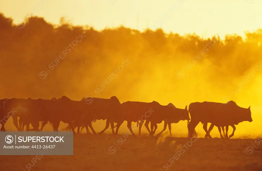 Herd of Zebus of the People Antandroys Southern Madagascar
