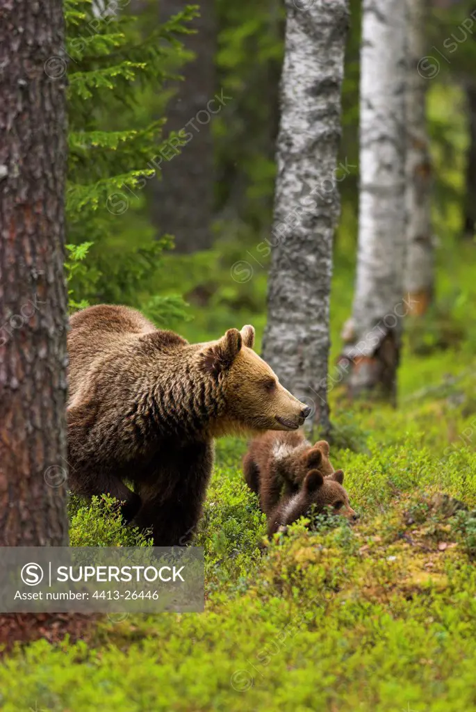 Brown bear female and young Kainuu Finland