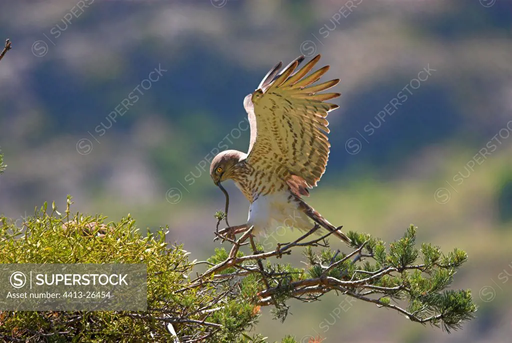 Beaudouin's snake-eagle and viper Valley of the Durance
