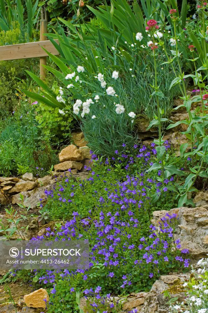 Dalmatian bellflower and Dianthus in bloom at spring
