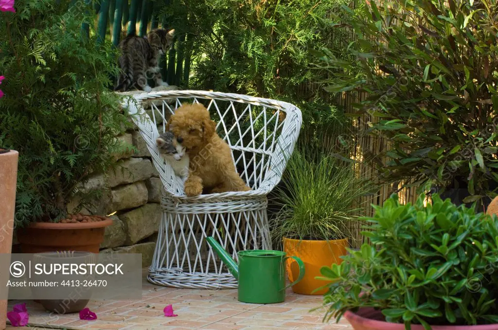 Kitten and poodle puppy on a rattan armchair