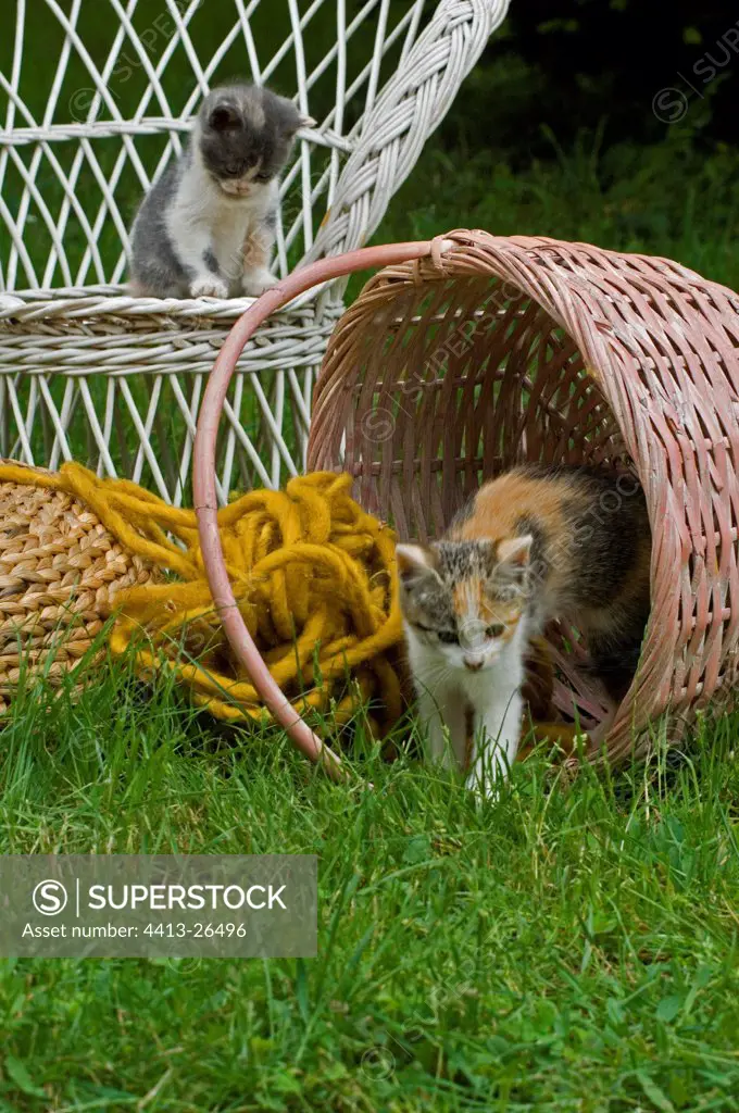 Kittens playing with wool on a rattan basket