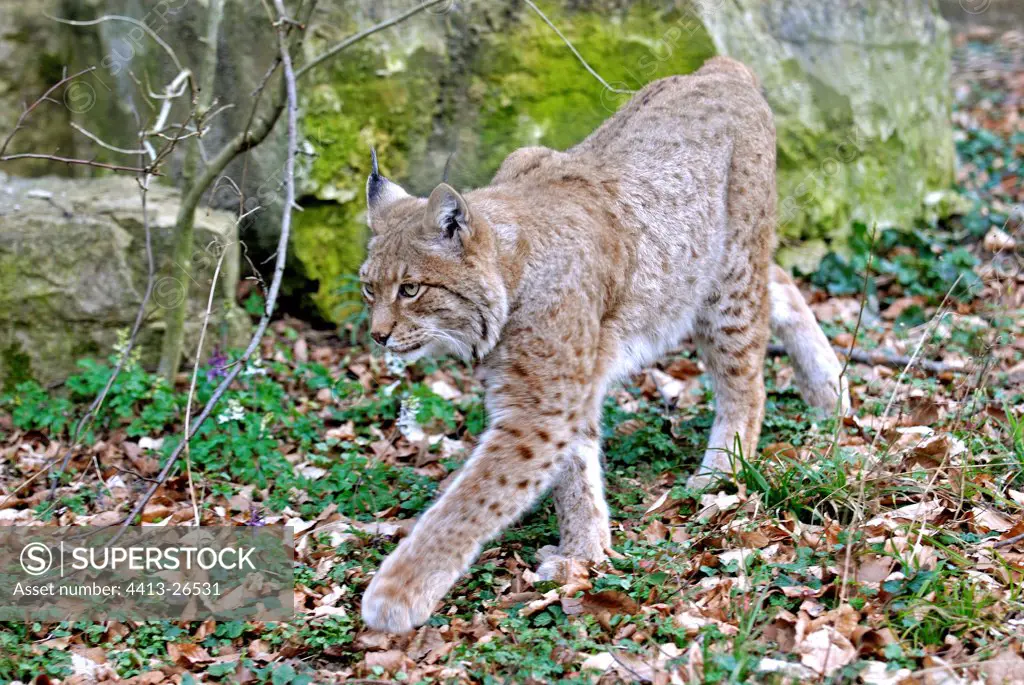 Boreal lynx in under wood Europe