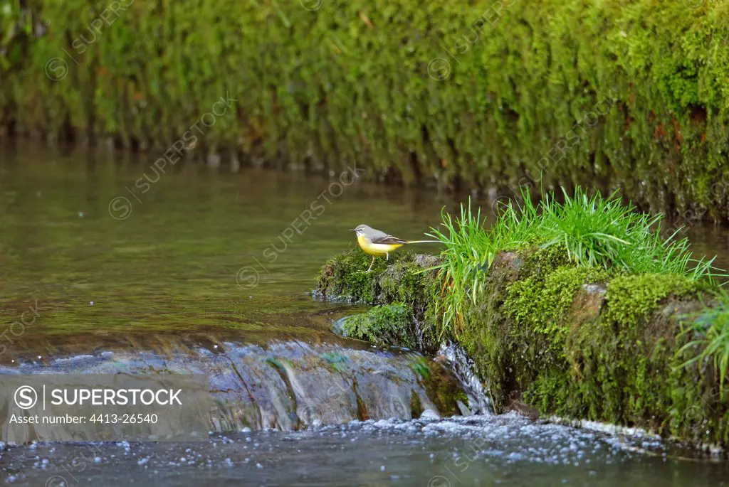 Grey wagtail in the Doue river spring France