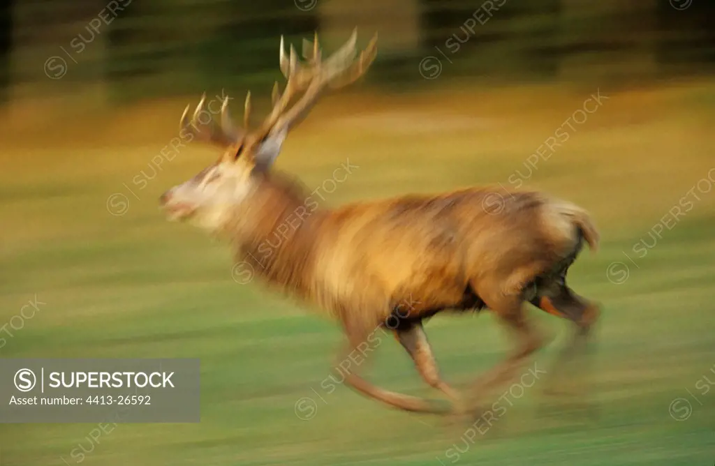 Red deer in race France
