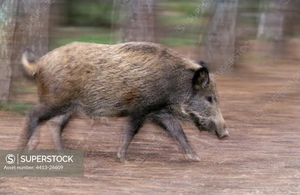 Wild boar in race in a Champagne France wood