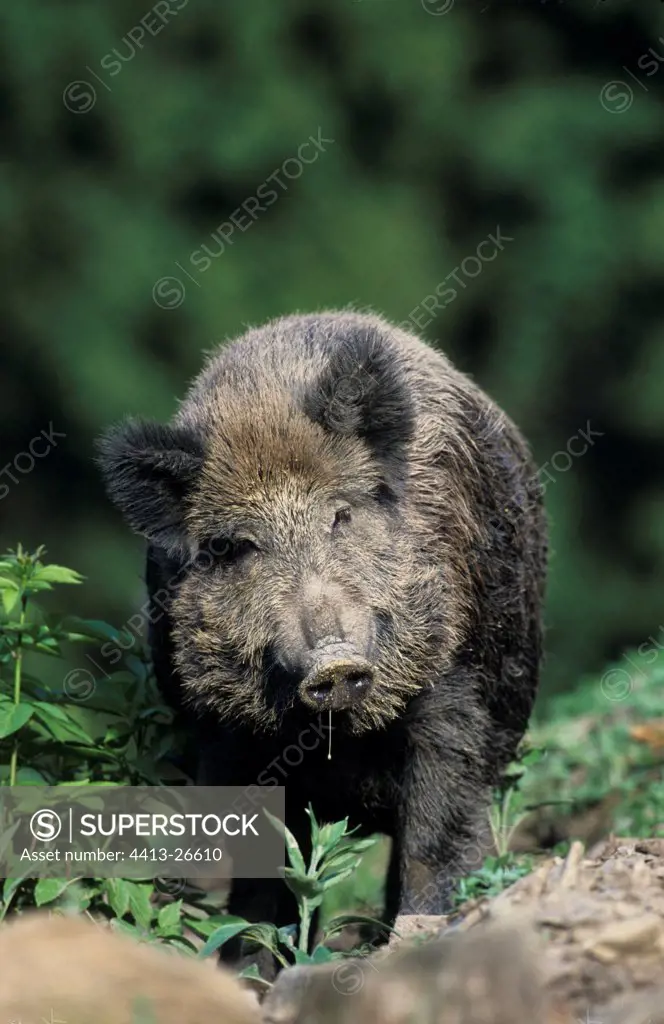 Portrait of a Wild boar in a wood in Belgium