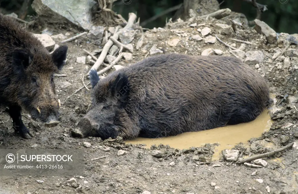 Wild boar in a wallow in Belgium