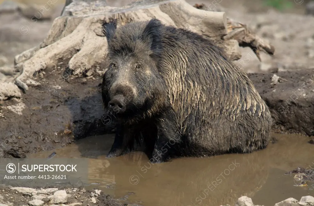 Wild boar in a wallow in Belgium