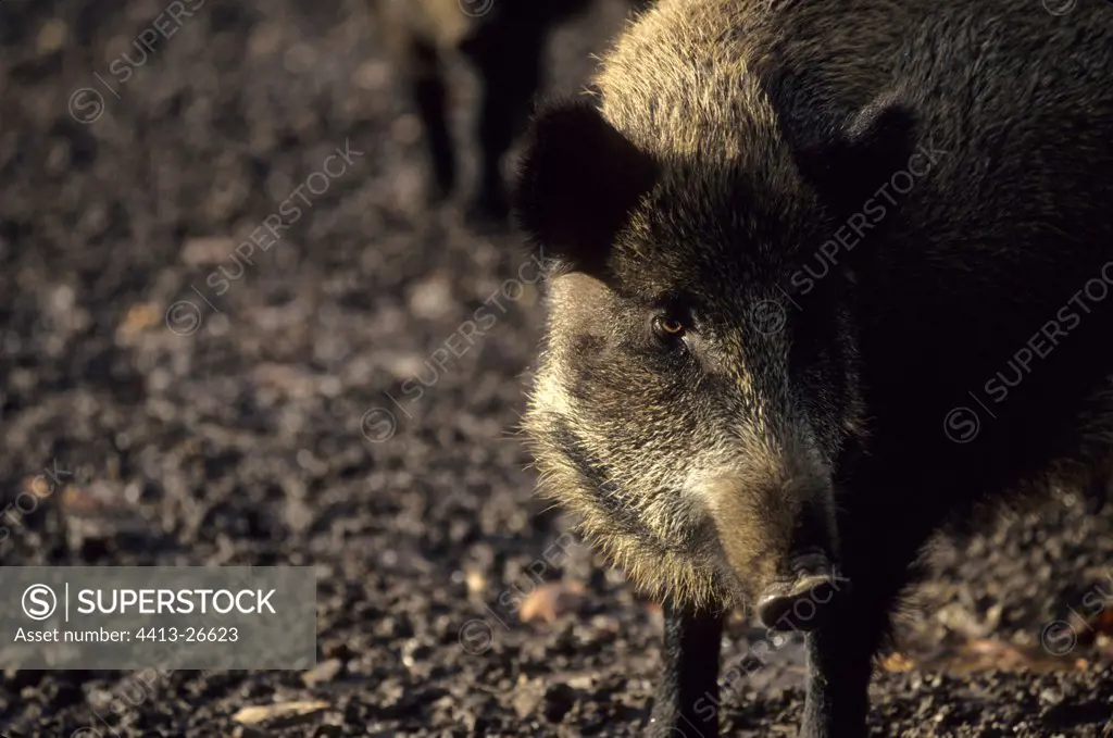 Portrait of a Wild boar in France