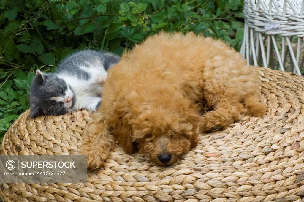 Poodle puppy and kitten on a rattan pouf