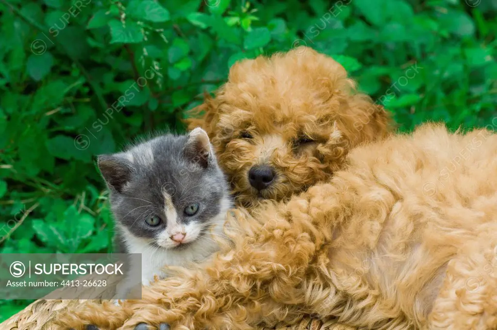Poodle puppy and kitten resting together