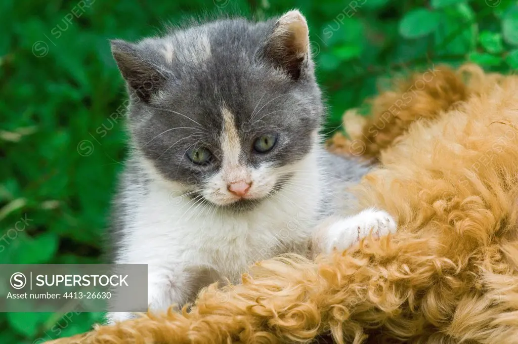 Kitten resting on a poodle puppy