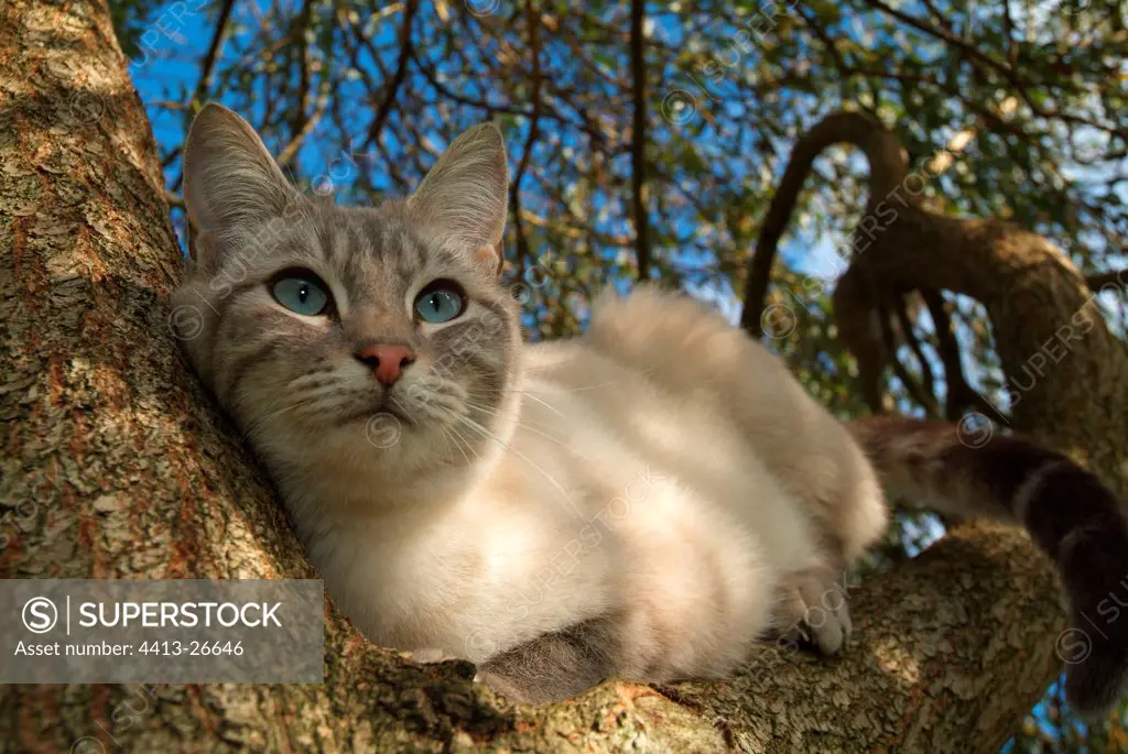 Cat perched on a Weeping willow Haute-Normandie France