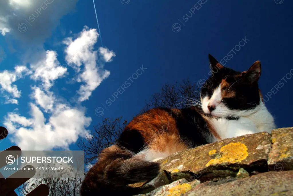 She-cat relaxing on a garden well Haute-Normandie France