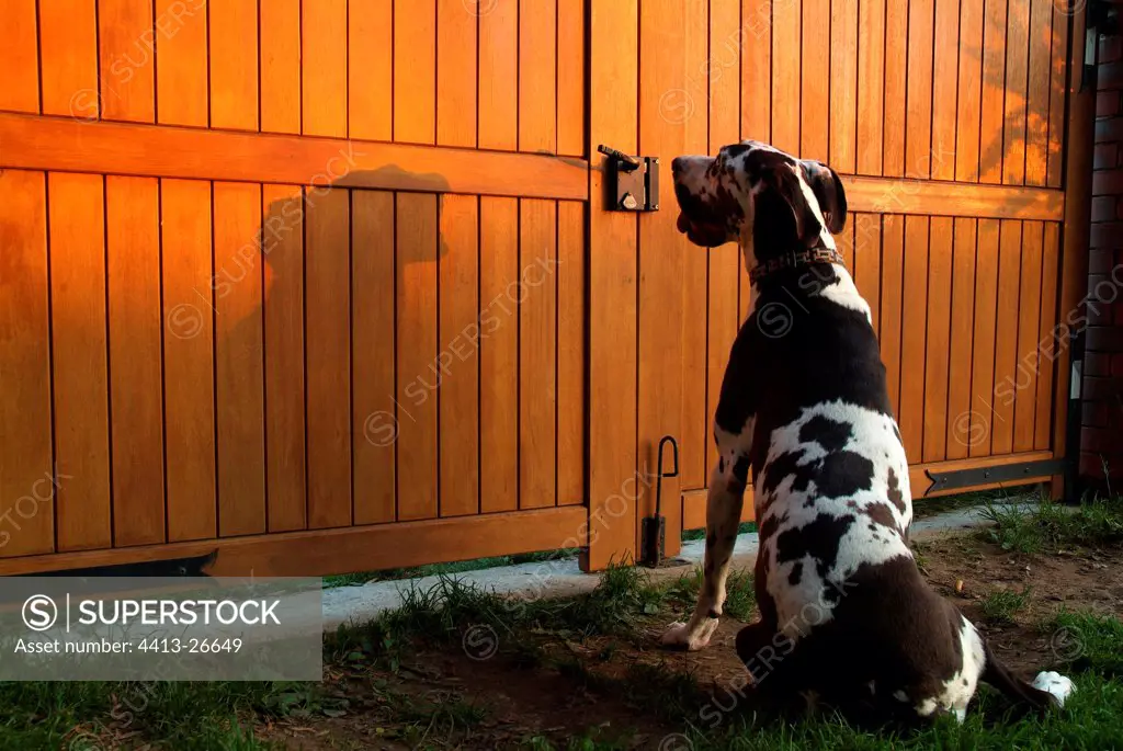 German Mastiff waiting for her master in front of the gate