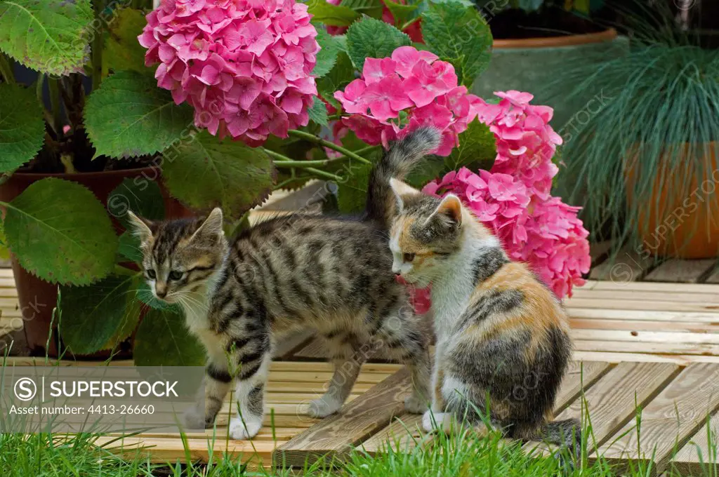 Kittens and hydrangea on a garden terrace