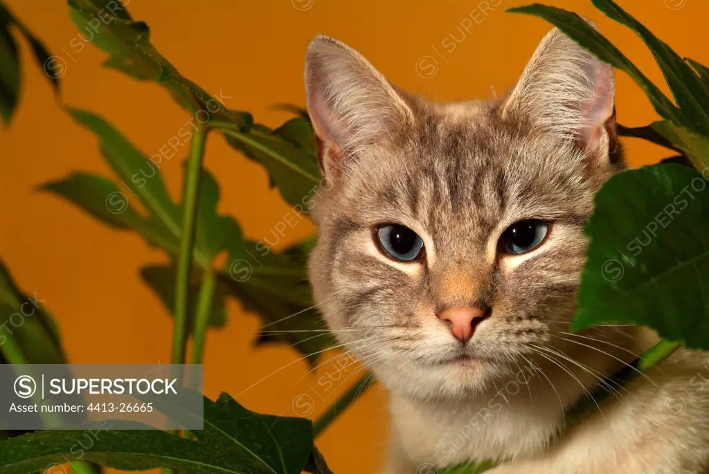 Portrait of a Cat through a House plant foliage France