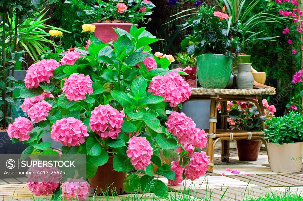 Hydrangea on a garden terrace