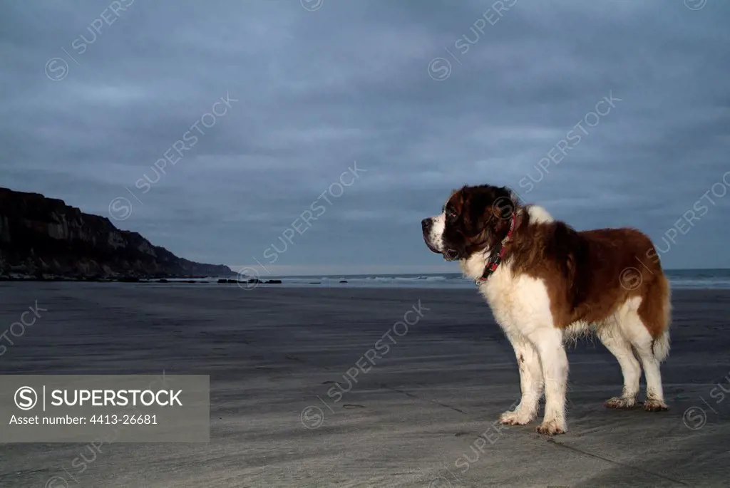 Male Saint Bernard Dog on sand beach Seine-Maritime France