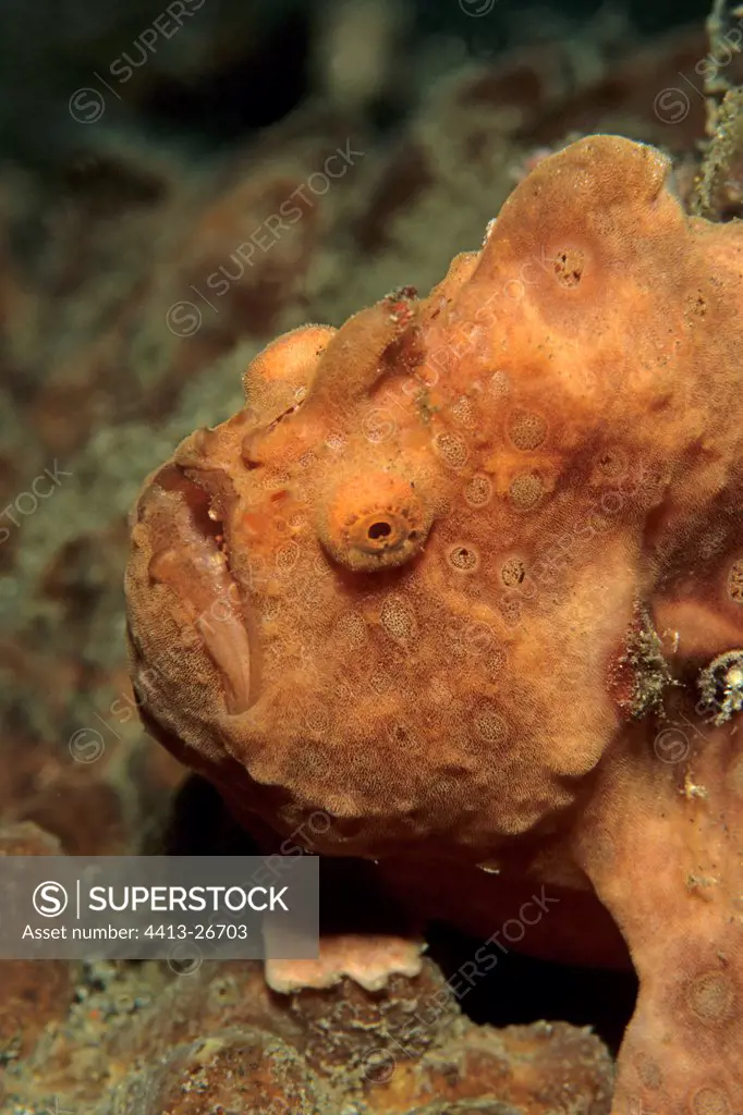Painted frogfish posed on a coral Lembeh Indonesia
