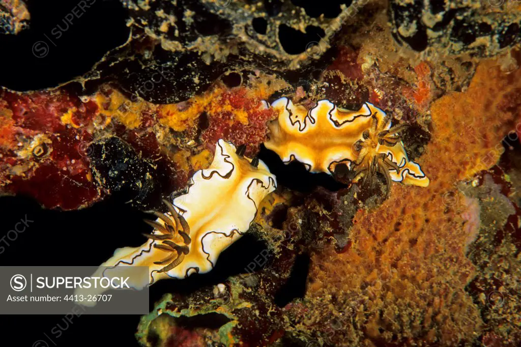 Nudibranches on rock in the Celebes Sea Indonesia