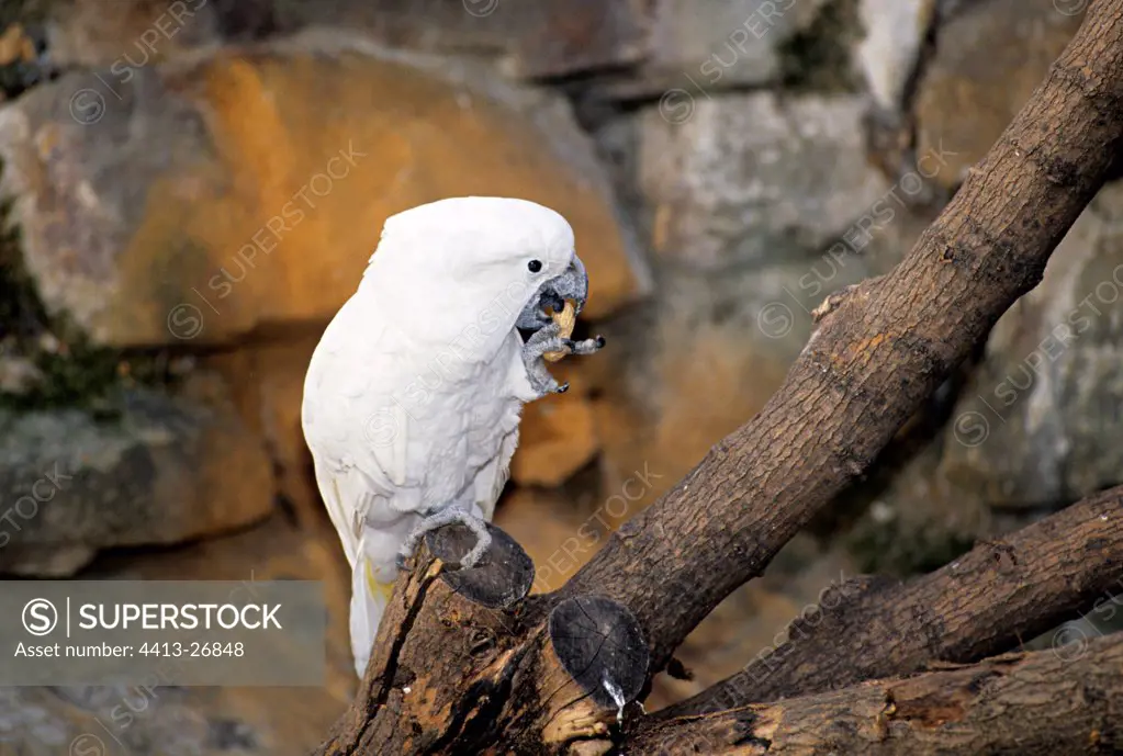 White Cockatoo eating