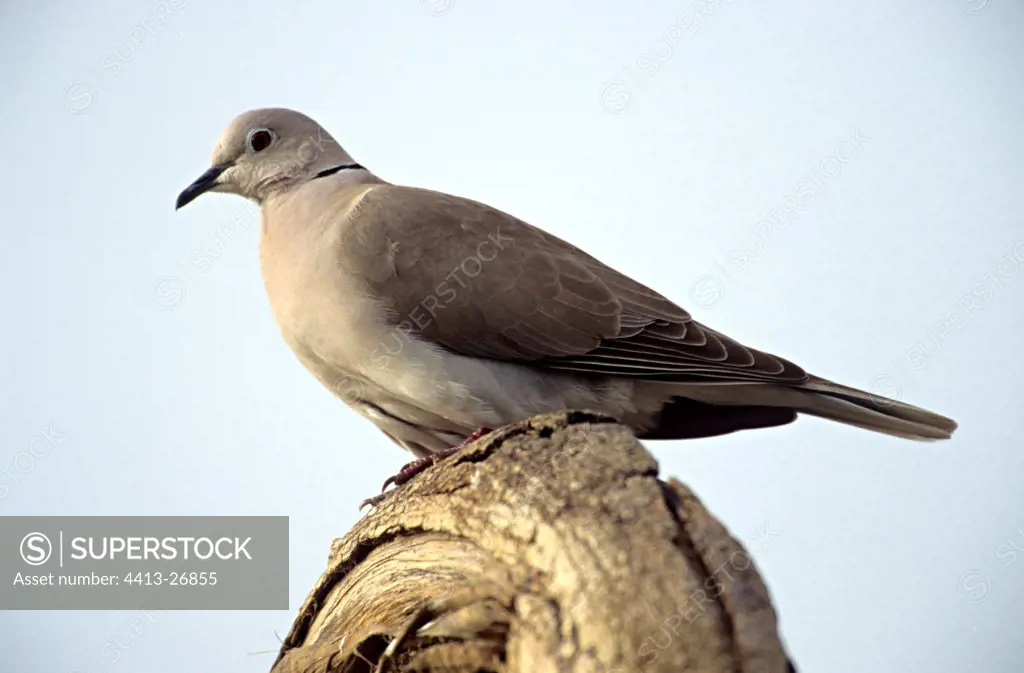 African Collared-Dove on branch Wadi Juha Saudi Arabia