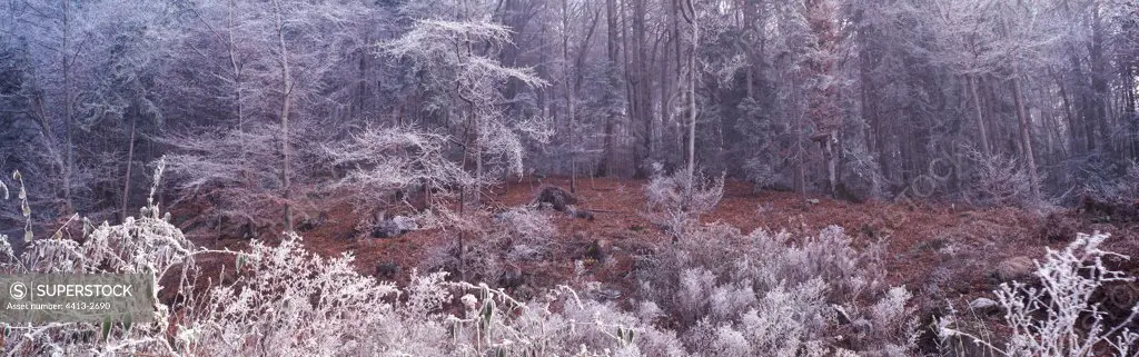 Beech forest covered in frost Bois de Joux Haute-Savoie