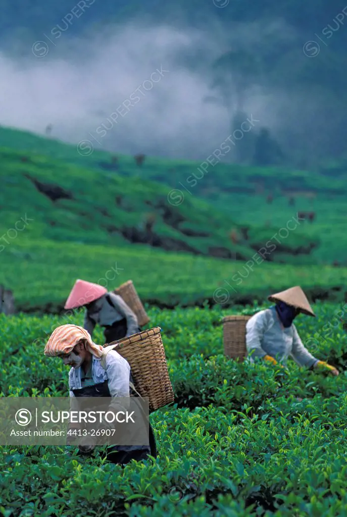 Collect sheets of Tea Sumatra Indonesia