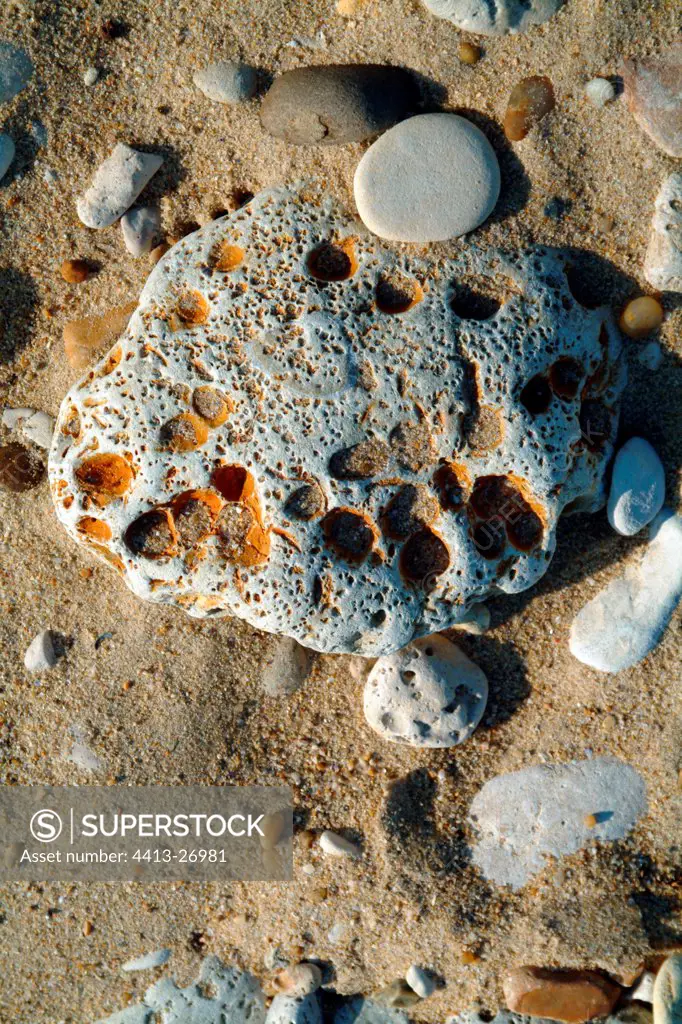 Pebble with worm holes and sediment marks Ré island