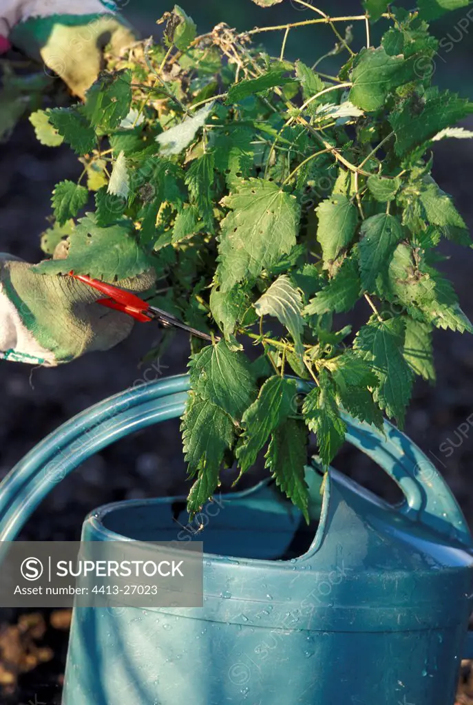 Preparation of a liquid manure of Nettle in a blue watering-can