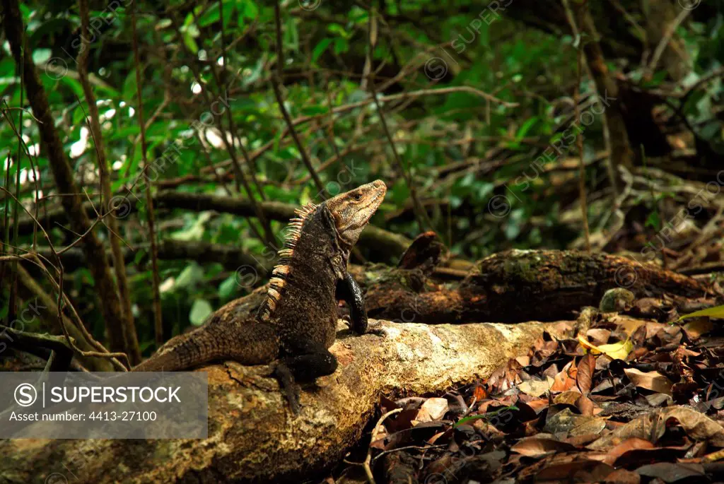 Careful Black spiny tailed iguana Costa Rica