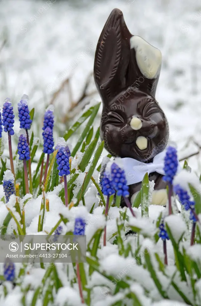 Chocolate rabbit hidden in the flowers under snow