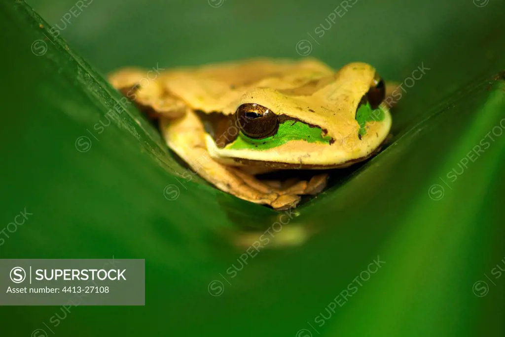 Masked tree frog resting on a leaf Costa Rica