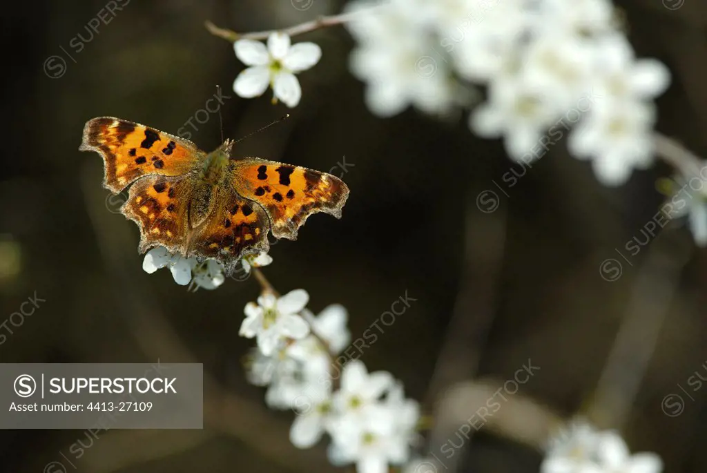 Comma Butterfly gathering nectar of the flowers of Sloe